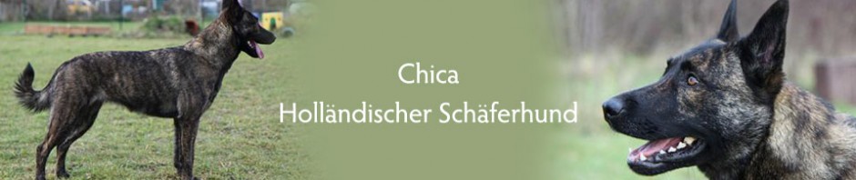 Holländische Schäferhunde